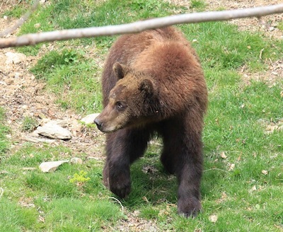 PARC D'ANIMALS MOLLÓ PARC